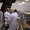 2017-Kreisgeflügelausstellung